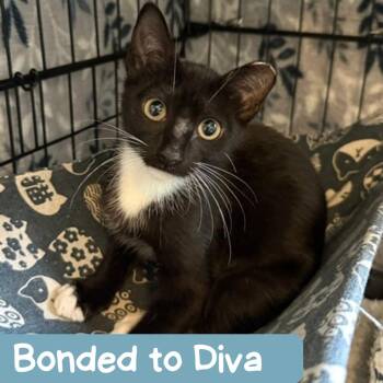 Dewdrop Houston -  Domestic Short Hair Cat for Adoption in Denver, Colorado - Dewdrop Houston | PetCurious
