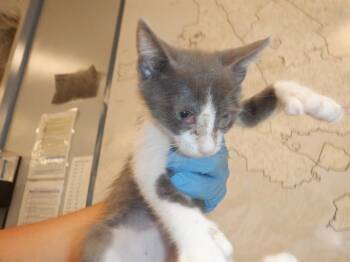 Rescue Domestic Short Hair Cats for Adoption in San Jose, California - A1393724 | PetCurious