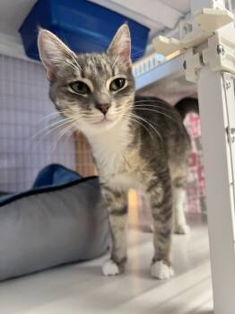 Rescue Domestic Short Hair Cats for Adoption in Vancouver, Washington - Oka | PetCurious
