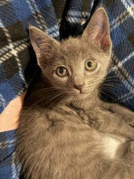 Freightliner -  Russian Blue Cat for Adoption in Raleigh, North Carolina - Freightliner | PetCurious