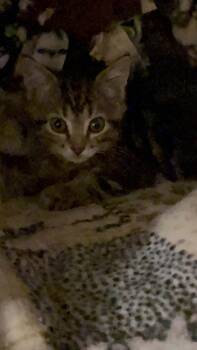 Storm Bon -  Domestic Short Hair Cat for Adoption in West Peoria, Illinois - Storm Bon | PetCurious