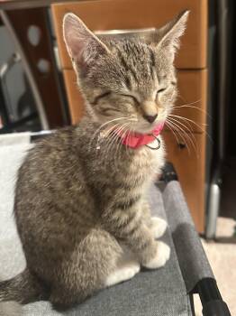 Rescue Domestic Short Hair Cats for Adoption in Lemoyne, Pennsylvania - Garnet | PetCurious