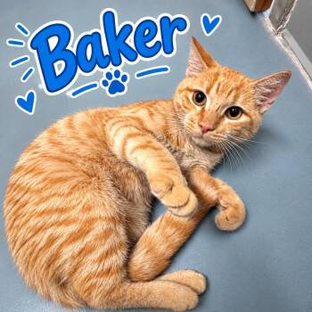 Baker -  Domestic Short Hair Cat for Adoption in Truth Or Consequences, New Mexico - Baker | PetCurious
