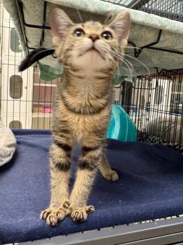 Domestic Short Hair Cats Available for Adoption in Johnson City, Tennessee - Dash (Young) | PetCurious