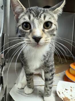 Rescue Domestic Short Hair Cats for Adoption in Morristown, New Jersey - Tilty | PetCurious