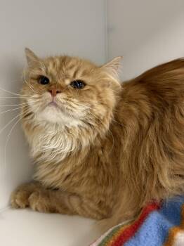 Domestic Long Hair Cats Available for Adoption in Delson, Quebec - Harry | PetCurious