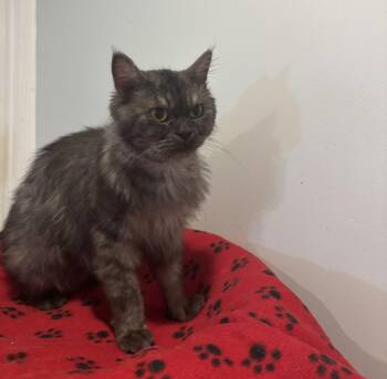 Rescue Persian Cats for Adoption in Fairfax, Virginia - Trafil (Part Persian) | PetCurious