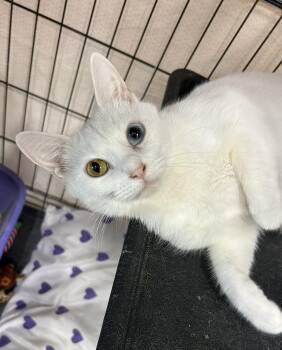 Chromea -  Domestic Short Hair Cat Available for Adoption in Mokena, Illinois - Chromea | PetCurious