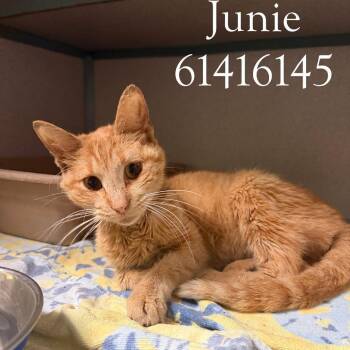 Junie -  Domestic Short Hair Cat for Adoption in Austin, Texas - Junie | PetCurious