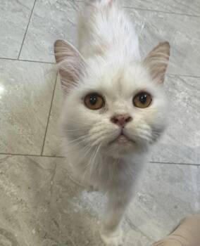 Halle- special loving adopter needed. -  Burmilla and Himalayan Cat for Adoption in Brampton, Ontario - Halle- Special Loving Adopter Needed. | PetCurious