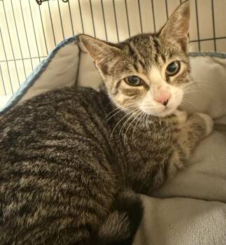 Ranger -  Domestic Short Hair Cat for Adoption in Blountville, Tennessee - Ranger | PetCurious