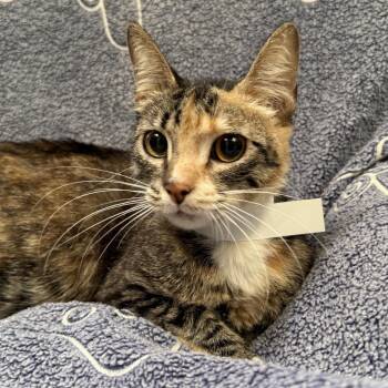 Cynthia -  Domestic Short Hair Cat for Adoption in Long Beach, California - Cynthia | PetCurious