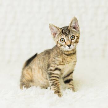 Rescue Domestic Short Hair Cats for Adoption in Saint Paul, Minnesota - Paislee | PetCurious