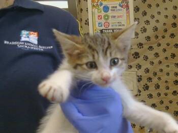 VENETIAN -  Domestic Short Hair Cat for Adoption in Sacramento, California - VENETIAN | PetCurious