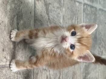 Pherb -  Domestic Short Hair Cat for Adoption in Fruit Heights, Utah - Pherb | PetCurious