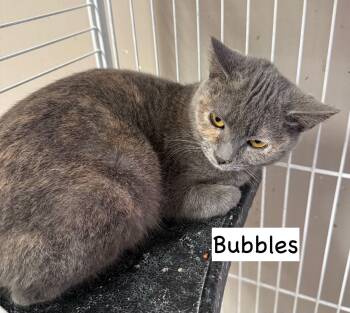 Domestic Short Hair Cats Available for Adoption - CAT - Bubbles | PetCurious