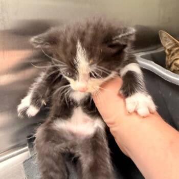 Tink -  Domestic Short Hair Cat for Adoption in Indianapolis, Indiana - Tink | PetCurious