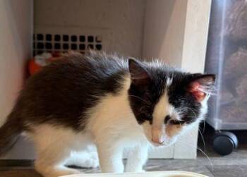 Atlas -  Domestic Short Hair Cat for Adoption in Williamsport, Pennsylvania - Atlas | PetCurious