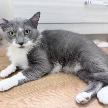 Moon -  Domestic Short Hair Cat for Adoption in Grand Rapids, Minnesota - Moon | PetCurious