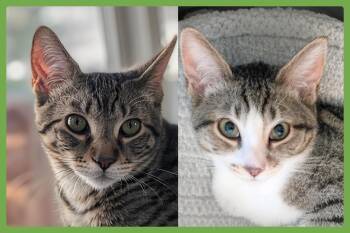 Cricket and Daphne -  Domestic Short Hair Cat for Adoption in Amherst, Massachusetts - Cricket And Daphne | PetCurious