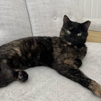 Espresso -  Domestic Short Hair Cat for Adoption in Cumming, Georgia - Espresso | PetCurious