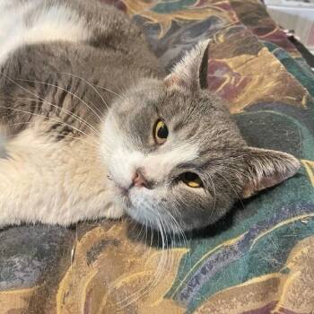 Rescue Siamese Cats for Adoption in Menasha, Wisconsin - Caroline | PetCurious