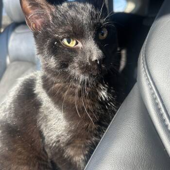 Domestic Short Hair Cats Available for Adoption - Starshine | PetCurious