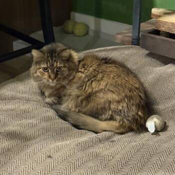Domestic Long Hair Cats Available for Adoption in Salt Lake City, Utah - Miss Otis | PetCurious