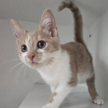 Red Delicious -  Domestic Short Hair Cat for Adoption in Dearborn, Michigan - Red Delicious | PetCurious