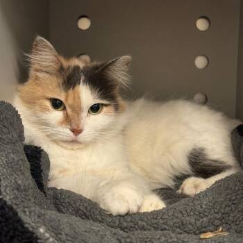 Claire -  Domestic Short Hair Cat for Adoption in Pekin, Illinois - Claire | PetCurious