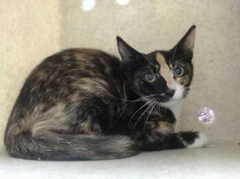 A552319 -  Domestic Short Hair Cat for Adoption in Moreno Valley, California - A552319 | PetCurious