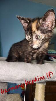 Tortoiseshell Cats Available for Adoption in Clarksville, Tennessee - Harmony Hopkins | PetCurious