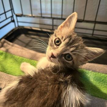 Cloudy -  Domestic Short Hair Cat for Adoption in Escondido, California - Cloudy | PetCurious