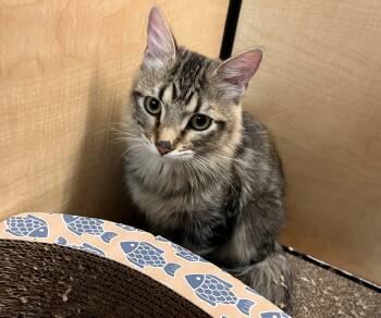 Domestic Medium Hair Cats Available for Adoption in Scottsdale, Arizona - Tommy (bonded With Lily) | PetCurious
