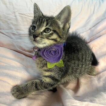 Domestic Short Hair Cats Available for Adoption in San Antonio, Texas - Annie | PetCurious