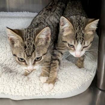 Tansy -  Domestic Short Hair Cat for Adoption in Falls Church, Virginia - Tansy | PetCurious