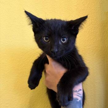 Dewy -  Domestic Short Hair Cat for Adoption in Webster, Texas - Dewy | PetCurious