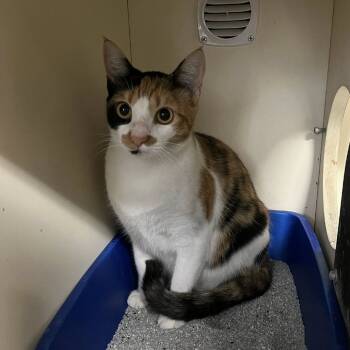 Rescue Domestic Short Hair Cats for Adoption in Williston, Florida - Nosey | PetCurious