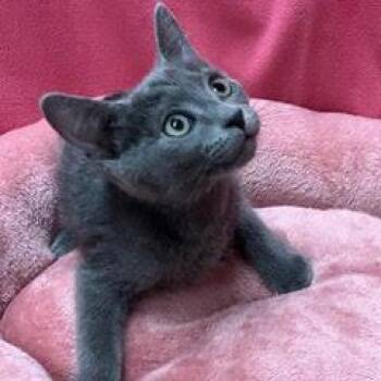 Smoke -  Domestic Short Hair Cat for Adoption in Green Valley, Arizona - Smoke | PetCurious