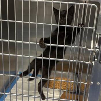Paper Clip -  Domestic Short Hair Cat for Adoption in Greensboro, North Carolina - Paper Clip | PetCurious