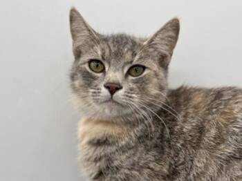 Rescue Domestic Short Hair Cats for Adoption in Portland, Oregon - Bucatini | PetCurious