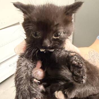 Droolie Todd -  Domestic Short Hair Cat for Adoption in Charleston, West Virginia - Droolie Todd | PetCurious