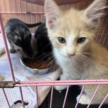 Barbaciano -  Domestic Short Hair Cat for Adoption in Priest River, Idaho - Barbaciano | PetCurious