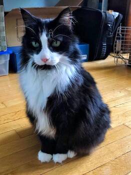 Rescue Domestic Medium Hair Cats for Adoption in Pittsburgh, Pennsylvania - Luna | PetCurious