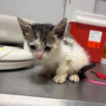 Heard -  Domestic Short Hair Cat for Adoption in Chattanooga, Tennessee - Heard | PetCurious
