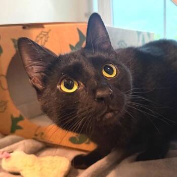 Kit -  Domestic Short Hair Cat for Adoption in Saint Charles, Missouri - Kit | PetCurious