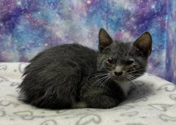 Domestic Short Hair Cats Available for Adoption in Washington Court House, Ohio - Dusk | PetCurious