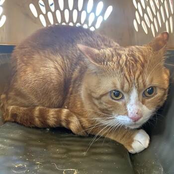Pumpkin -  Domestic Short Hair Cat for Adoption in Harrisonburg, Virginia - Pumpkin | PetCurious