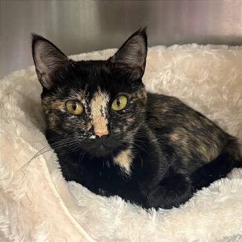 Hera -  Domestic Short Hair Cat for Adoption in Fort Lauderdale, Florida - Hera | PetCurious