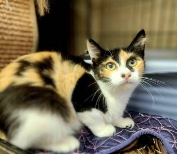 Coco -  Domestic Medium Hair and Tortoiseshell Cat for Adoption in Social Circle, Georgia - Coco | PetCurious